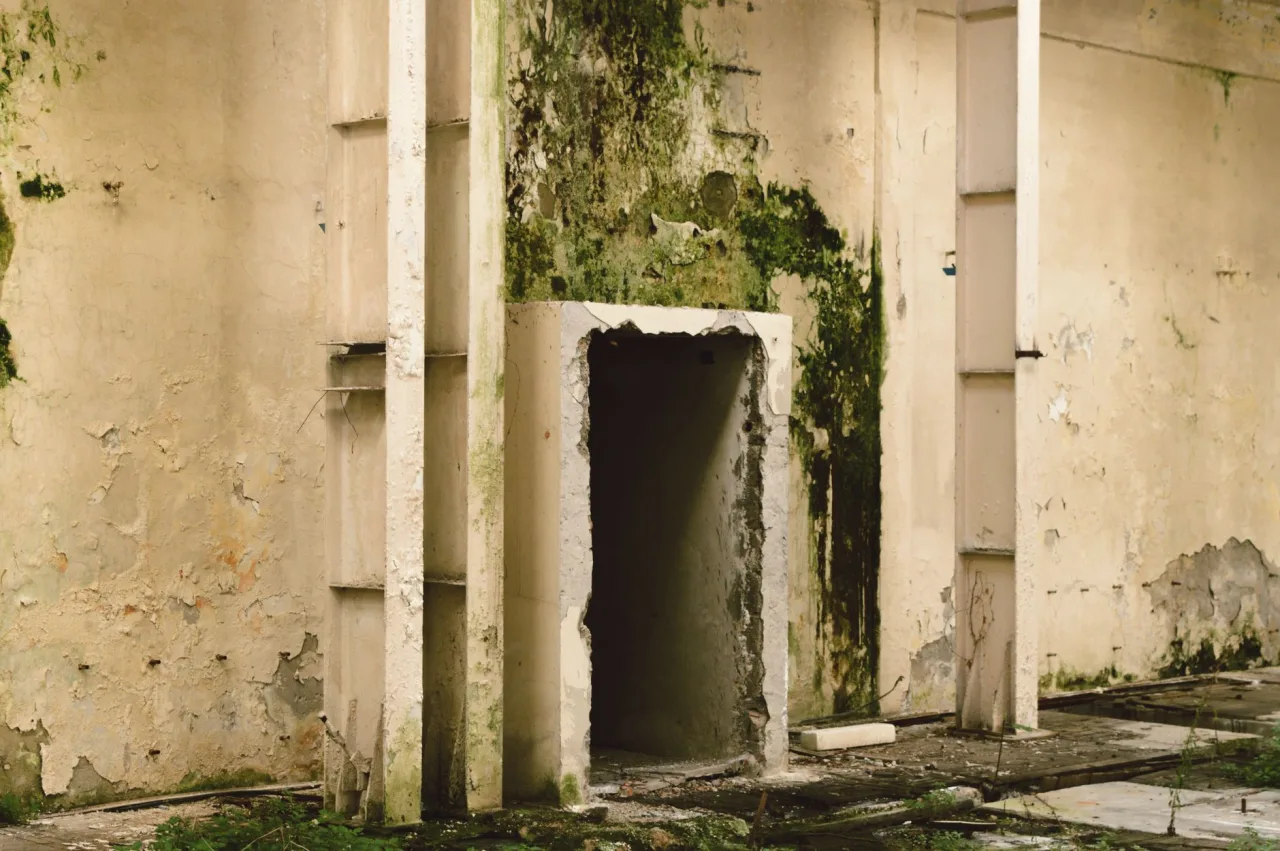 Mold Cleaning: UAE Guide