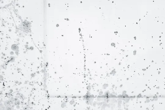 Mold Removal: The Complete UAE Guide