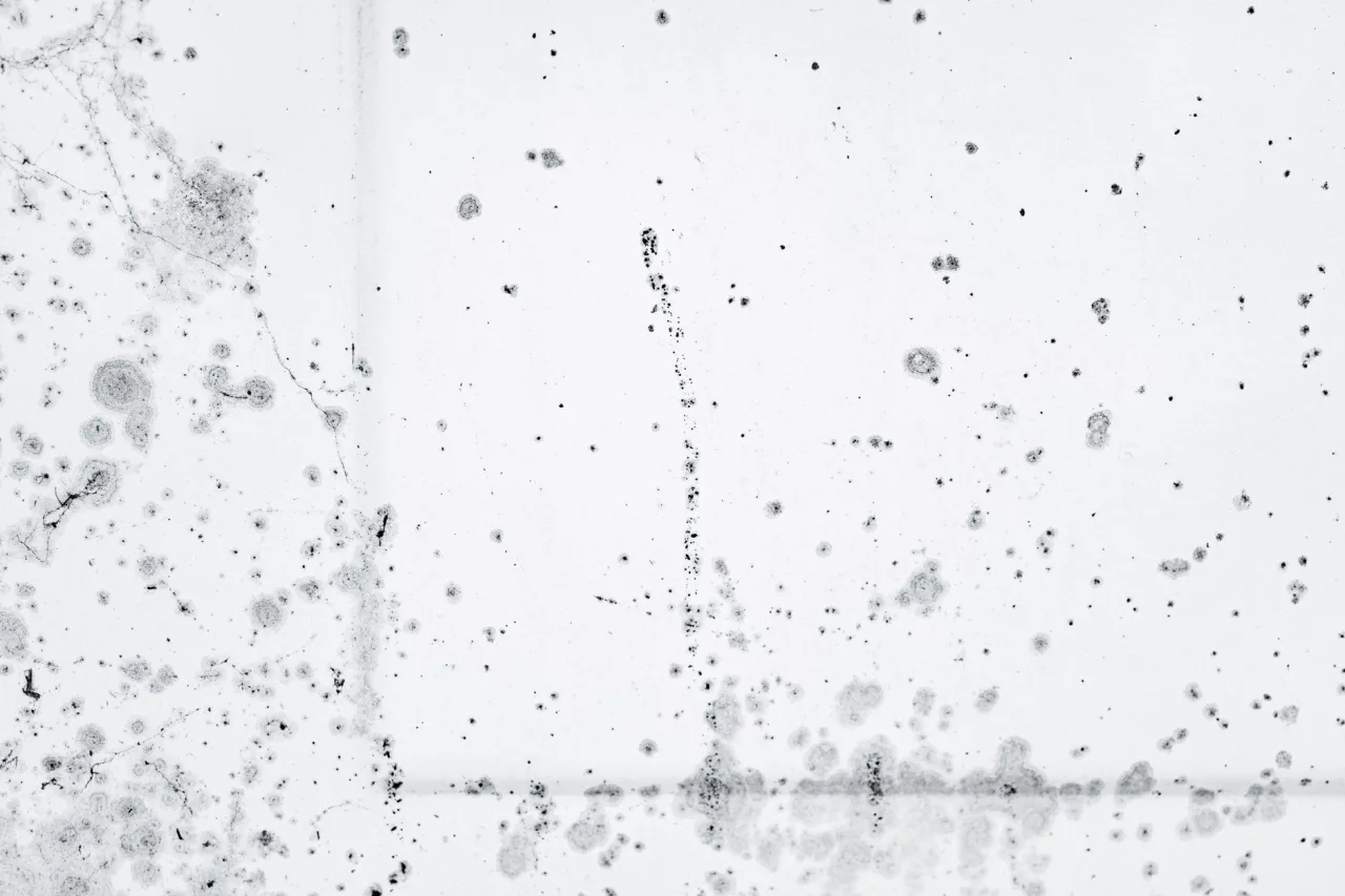 Mold Removal: The Complete UAE Guide